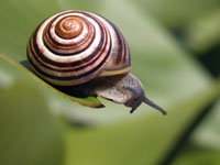 csiga