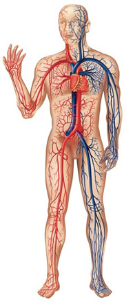 body viz