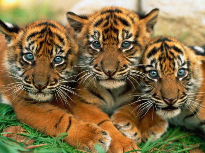lovely tiger cubs