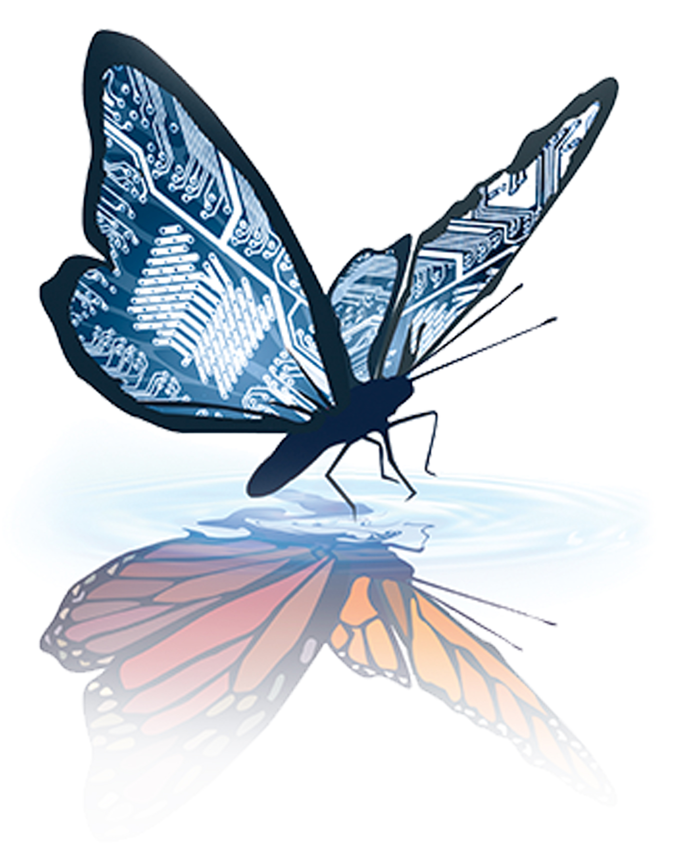 butterfly